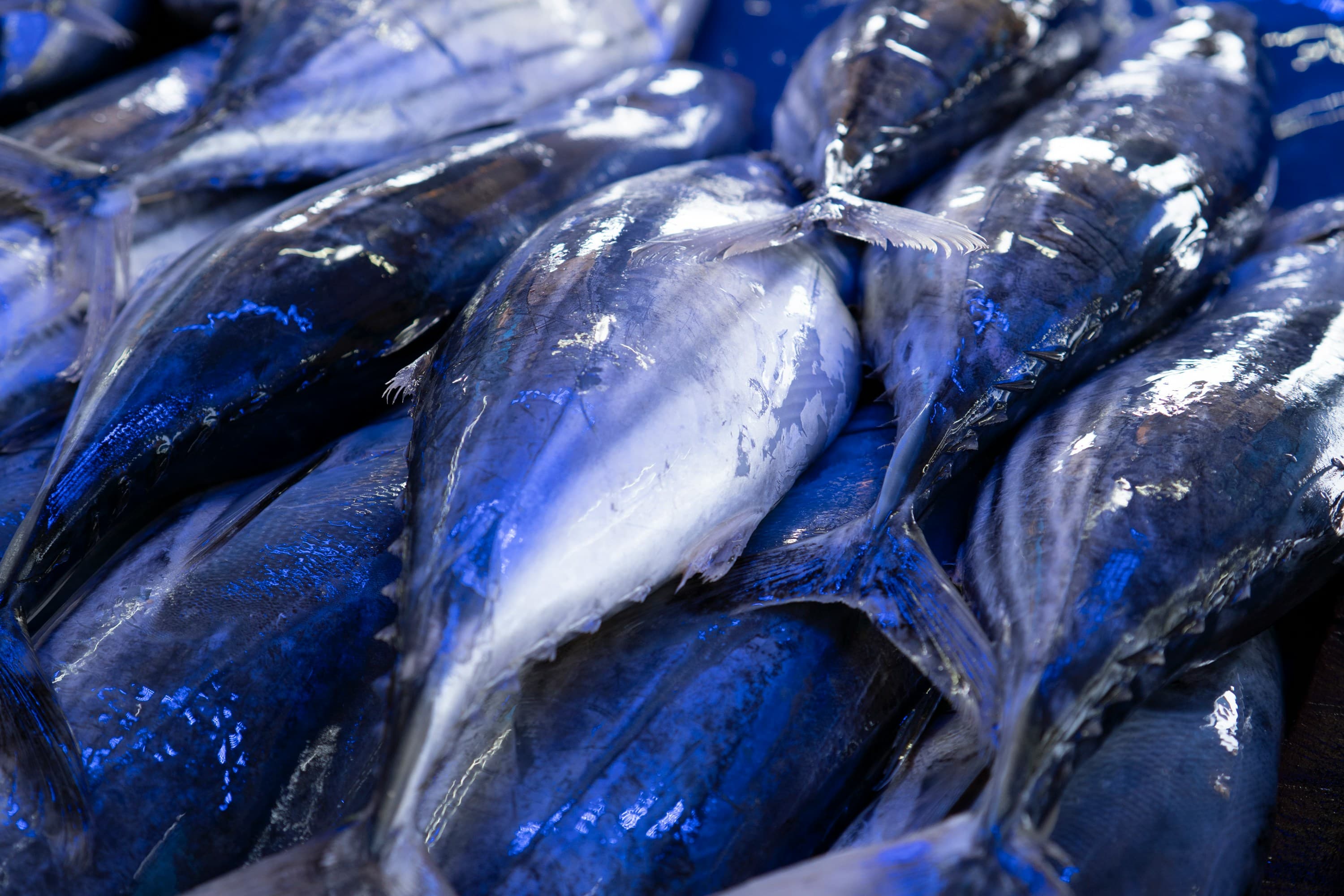 High-grade Bluefin Tuna sourced from Laut Banda / Selat Makassar / NTB / NTT, Indonesia, Indonesia
