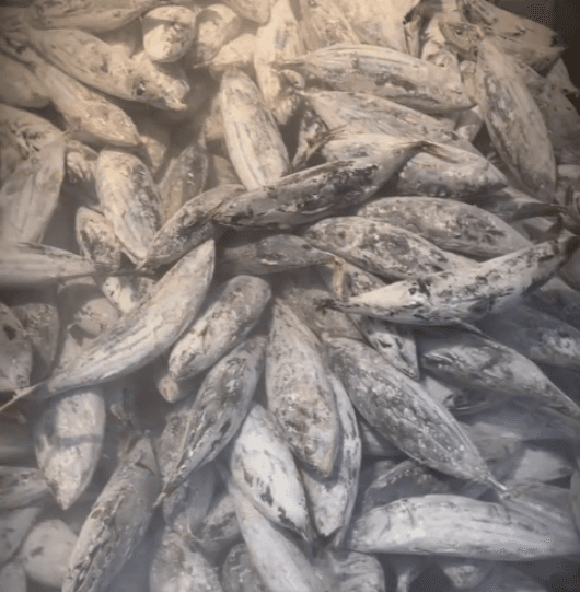 Skipjack Tuna (Cakalang) sourced from Maluku / Papua / Sulawesi , Indonesia